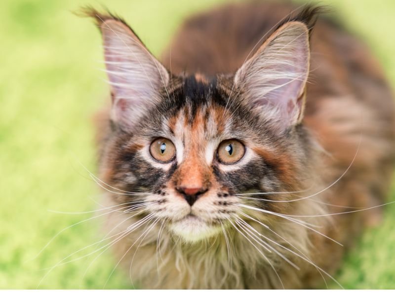 Chat Maine Coon prix taille xxl géant poids à vendre
