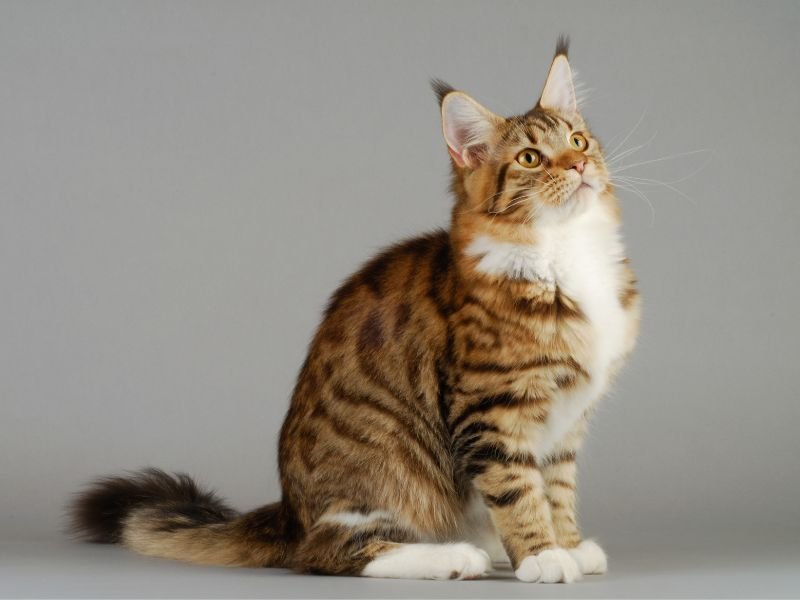 Chat Maine Coon prix taille xxl géant poids à vendre