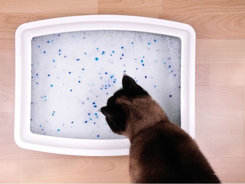 Litière Agglomérante Parfumée Biokat’s Fresh Pour Chat - 5 Kg - À Base De Composants Naturels - Absorption Maximale